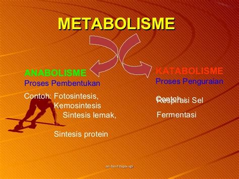 Proses Metabolisme Protein
