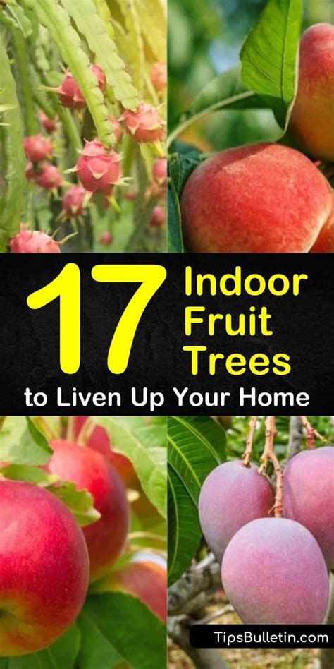 Indoor Fruit Trees Offer The Best Of Both Worlds You Can Grow The