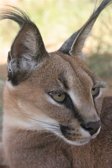 Caracal Funny Animals Animals Cute Funny Animals