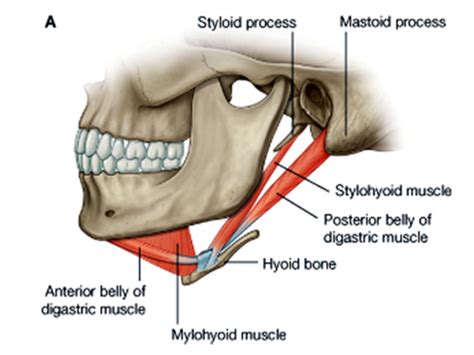 Floor Of Mouth Muscles Review Home Co