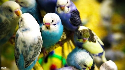 Parakeet Budgie Parrot Bird Tropical 55 Wallpapers Hd Desktop