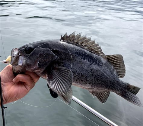 Black Rockfish A Favorite Catch Coastwide