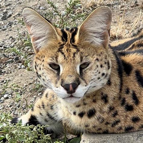 What Is A Serval And How To Distinguish It From Other Wild Cats