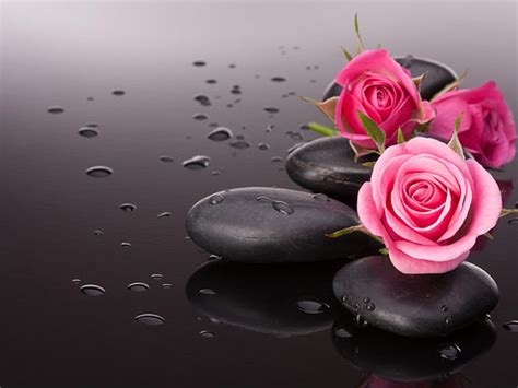 Pink Rose Flowers Abstract Wallpapers For Mobile Phones : Wallpapers13.com