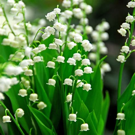 Maybe you would like to learn more about one of these? Buy lily-of-the-valley Convallaria majalis