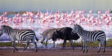 7 Days Masai Mara Lake Nakuru And Amboseli Safari Explorer Kenya Safaris Kenya Safari Holidays