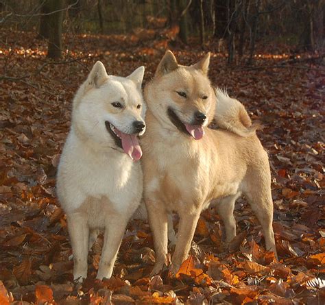 7 Things To Know About Hokkaido Inu Dogken Trip N Travel