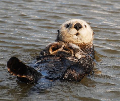 Sea Otter Wallpapers Wallpaper Cave