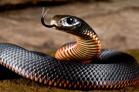 Red-bellied black snake, Snakes, Closeup, Tongue, HD Wallpaper | Rare