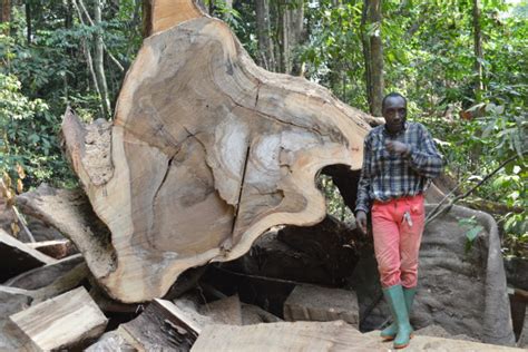 Illegal Logging Threatens Rare Cameroonian Hardwood With Extinction