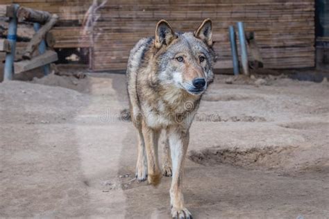 Nord Rocky Mountains Wolf Canis Lupus Irremotus Stockbild Bild Von