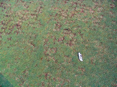 Winter Diseases In Bermudagrass Putting Greens Golfdom