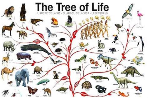 Life On Earth How Many Species Are There Number Of Insects On Earth