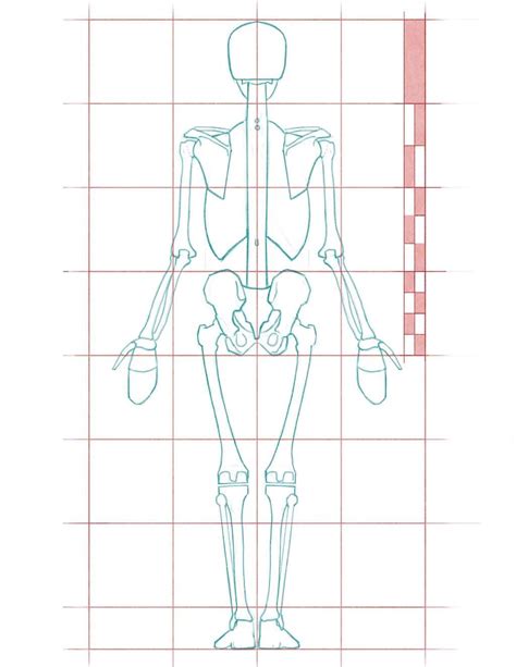 Human Proportions For Figure Drawing Figure Drawing Human Anatomy