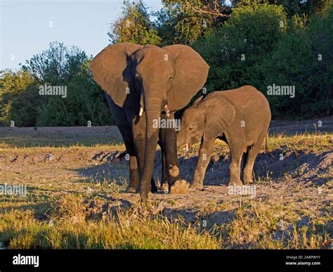 Female African Bush Elephant Sckling Young Stock Photo Alamy