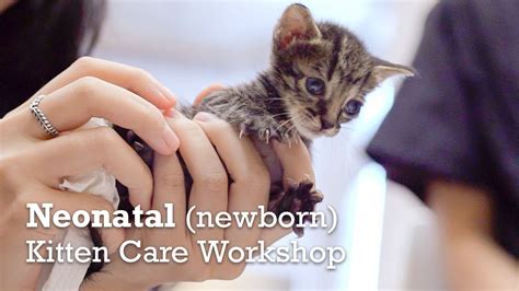 Neonatal Newborn Kitten Care Workshop Whiskers N Paws Youtube