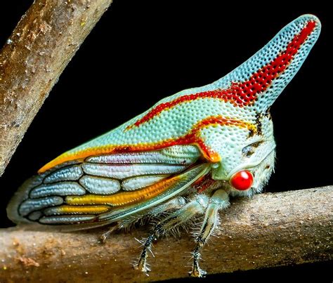 The Beautiful And Bizarre Treehopper Weird Insects Cool Insects