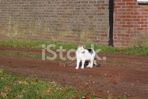Farm Cat Stock Photo Royalty Free Freeimages