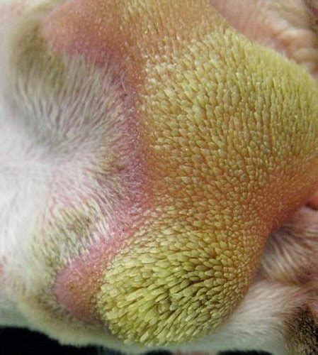 Dog Paw Pad Hyperkeratosis Causes And Treatments