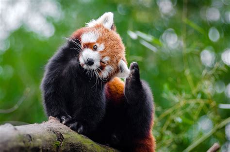 Cute Red Panda Ailurus Fulgens In A Tree Image Free Stock Photo