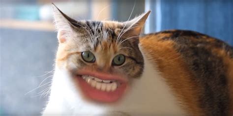 Cats With Human Mouths Huffpost Uk