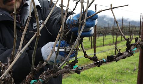 Grapevine Pruning Techniques Double Pruning With Pre Pruner Machine