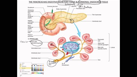 Pancreas Functional Anatomy Youtube