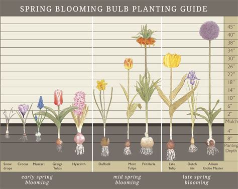 How Deep Should I Plant My Fall Bulbs Blog Mahoneys Garden Center