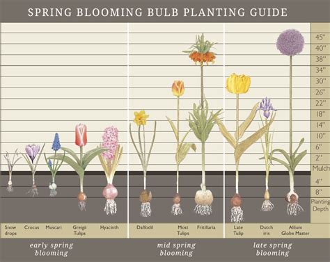 Maybe you would like to learn more about one of these? How deep should I plant my fall bulbs? - Mahoney's Garden ...