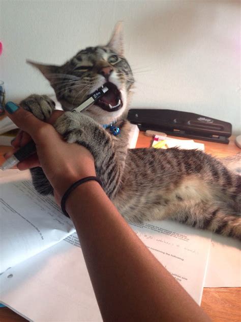 31 Rude Cats Who Dont Care A Damn About You