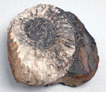 They are useful tools in geological , anthropological and archaeological researches 點擊查看更多. #7 Carbon-14 in Fossils, Coal, and Diamonds | Answers in ...