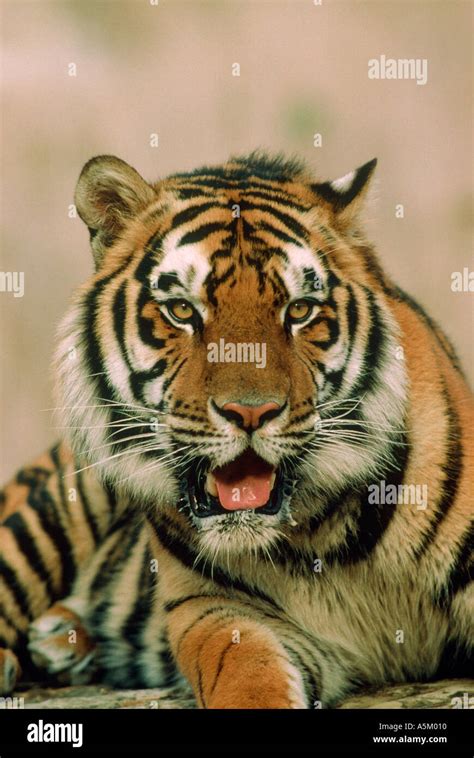 Bengal Tiger Heads Hi Res Stock Photography And Images Alamy