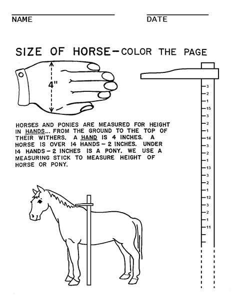 16 Horse Worksheets For Students