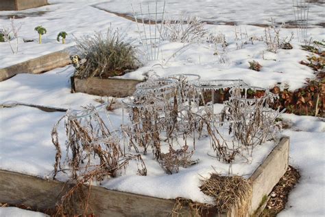 Why Plants Go Dormant In The Winter And What To Grow One Green Planet