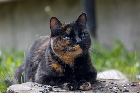 How much do tortoiseshell cats cost? Tortoiseshell Cat Facts with Pictures | Cat Breed Selector