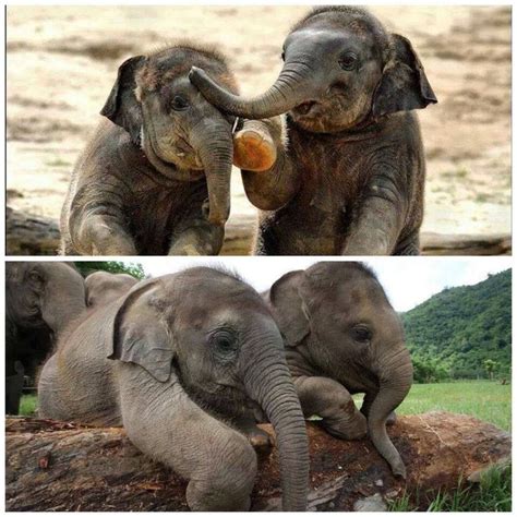 Cute Little Elephants Elephants Photos Elephant Baby Elephant