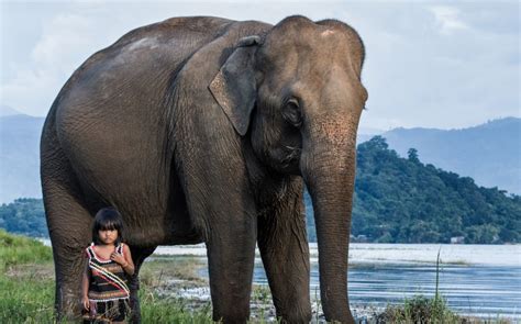 The Elephant Whisperer Meet The Young Girl Who Has A