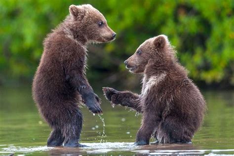 Give Me 5 With Your Bear Hands Two Cute Cubs Play Around In River