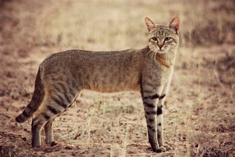 African Wild Catnot The Stay At Home Version African Wild Cat Wild