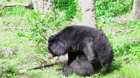 Asian Black Bear Asiatic Tibetan Bearhimalayan Stock Footage Video 100
