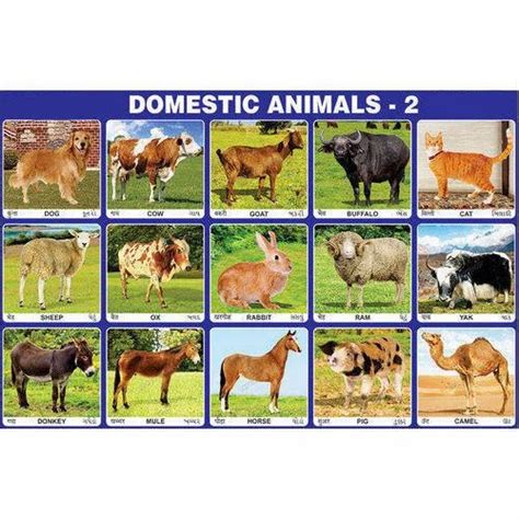 Images Of Domestic Animals