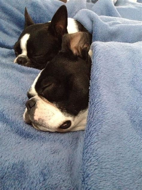 Does Your Boston Terrier Sleep In Bed With You We Show You The Pros