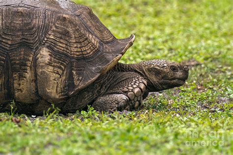 African Spurred Tortoise Photograph By Howard Smith Fine Art America