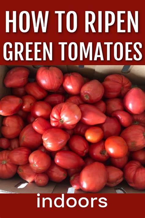 How To Ripen Green Tomatoes Indoors High Country Farms