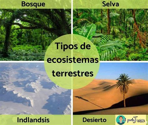 Ecosistemas Terrestres Tipos De Ecosistemas Terrestres Kulturaupice