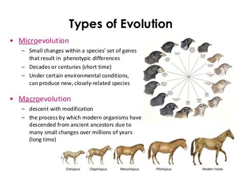 Patterns Of Evolution