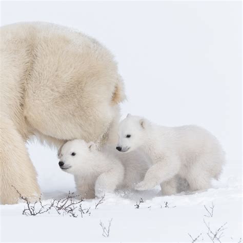 Nat Geo Wild On Twitter Photo By Daisygilardini Two Newborn Polar