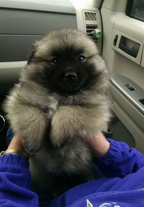 15 Super Cute Puppies That Could Be Mistaken For Teddy Bears