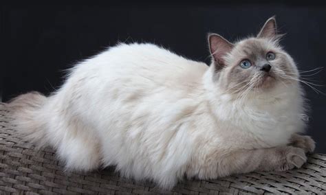 The Ragdoll Cat Is One Of My Favorite Breeds Because Of Its Bright Blue