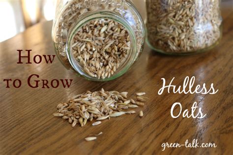 Hulless Oats How To Grow Them Organic Fruits Vegetables Grow